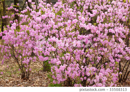 Azalea 33508313