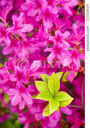 Azaleas Azaleas 33508434