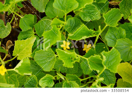 Melon field Melon field 33508554