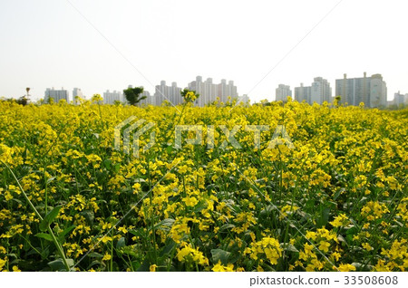 強姦,湖泊公園,Sangdong,富川市,京畿道 強姦,湖泊公園,Sangdong,富川市,京畿道 33508608