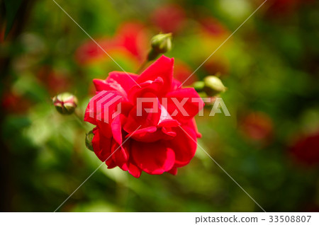 rose rose 33508807
