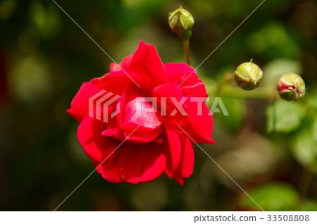 rose rose 33508808