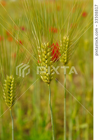 barley 33508817