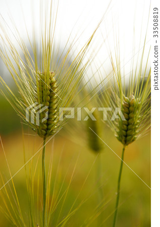 barley 33508819