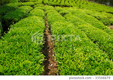 Green tea field, Hadong-gun, Gyeongnam 33508879