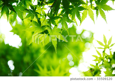 Maple leaf 33509120