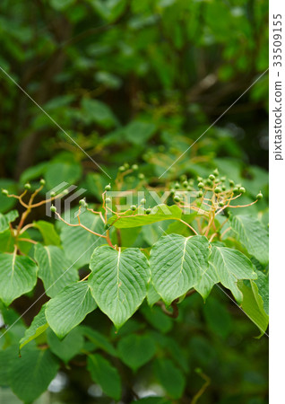 Dogwood Dogwood 33509155