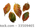 Persimmon leaves 33509465