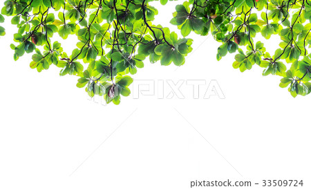 Green leaves on white background 33509724