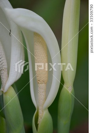 Lotus flower 33509790
