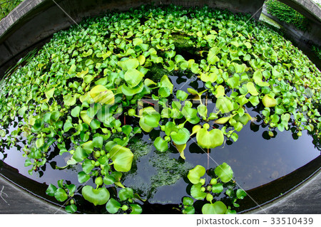植物,根莖,綠葉,水,鍋 植物,根莖,綠葉,水,鍋 33510439