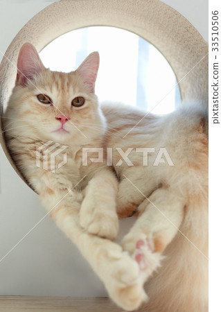 動物，貓 33510506