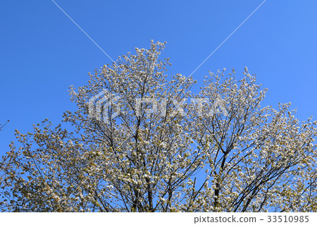 Cherry Blossoms Cherry Blossoms 33510985