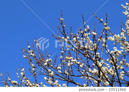 plum plum 33511468