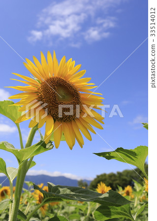 在琵琶湖Nagisa公園的向日葵 在琵琶湖Nagisa公園的向日葵 33514012