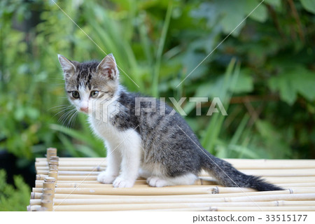 Ringo-chan 24 33515177