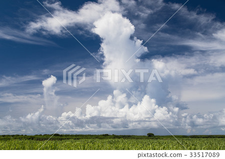 Cumulonimbus climbing up and sugarcane field Cumulonimbus climbing up and sugarcane field 33517089