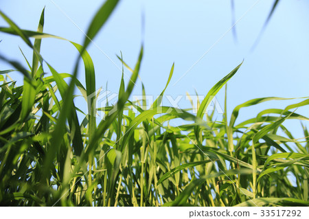 Growing wheat field leaves 33517292