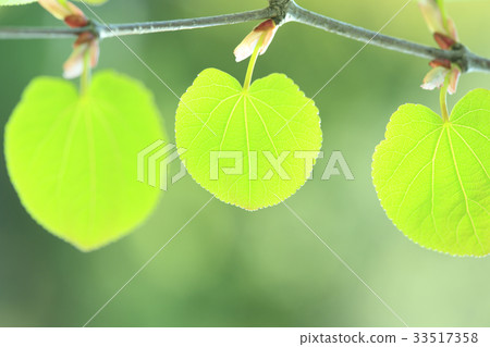 Young leaves of wigs Young leaves of wigs 33517358