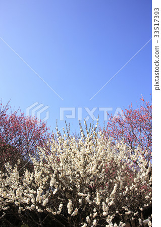 Bairin和Aozora 33517393