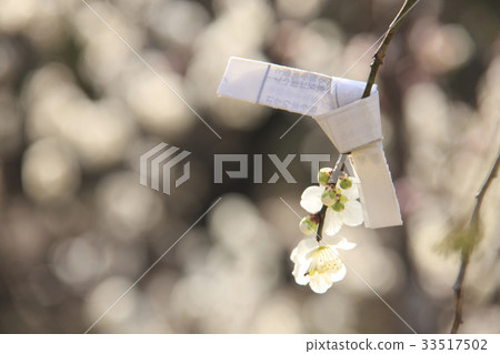 梅花和Omikuji 33517502