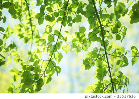 Young leaf of shimaurikaede Young leaf of shimaurikaede 33517636