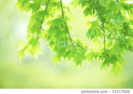 Wakaba Wakaba 33517686