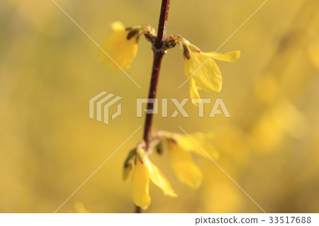 Forsythia 33517688