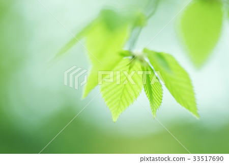 Fresh green of beech 33517690