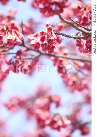 KANHIZAKURA KANHIZAKURA 33517719