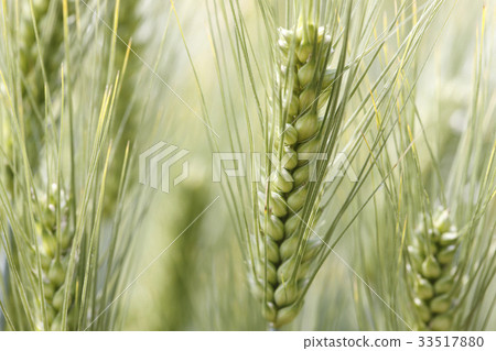 青稞 青稞 33517880