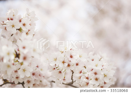 櫻桃樹 櫻桃樹 33518068