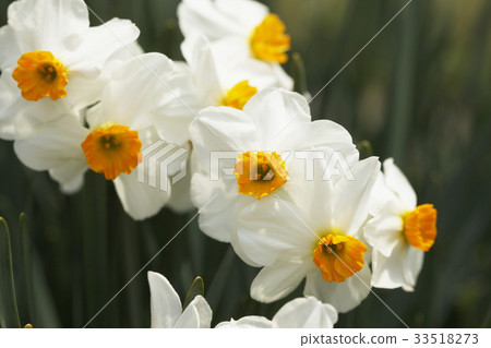 Water lily Water lily 33518273