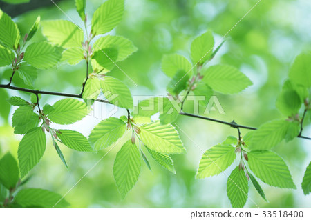 Fresh green of beech 33518400