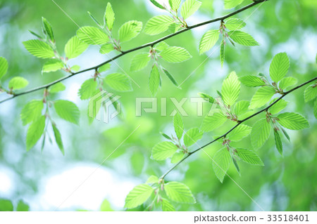 Fresh green of beech 33518401
