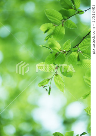 Fresh green of beech 33518402