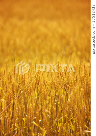 Wheat field Wheat field 33518435