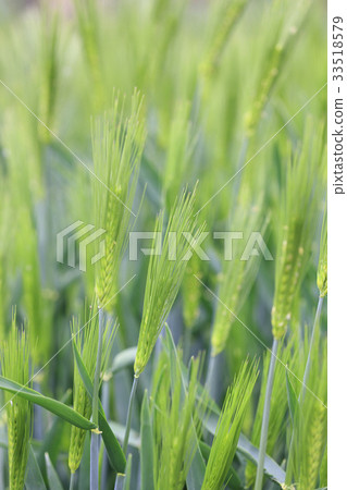 Hadamaidu Hadamaidu 33518579