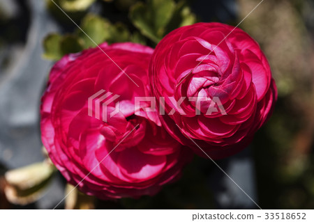 毛茛花 毛茛花 33518652