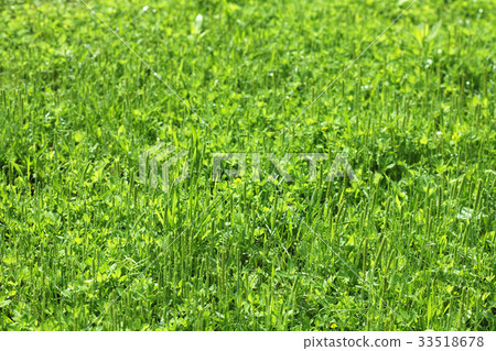 Grass Grass 33518678