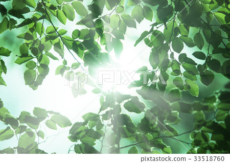 Inushide leaves 33518760