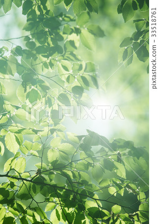 Inushide leaves 33518761