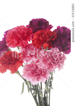 Carnation  33518865
