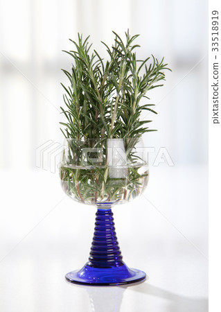 Rosemary	 33518919
