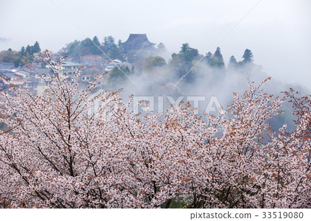 Yoshino mountain in the morning of the cherry blossoms 33519080