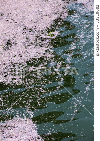 Cherry blossom petals flowing in the river 33519082