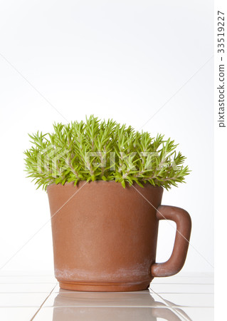 Small foliage plant 33519227