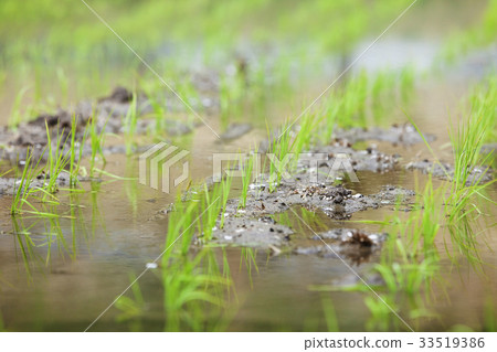 水稻種植後的稻田 水稻種植後的稻田 33519386