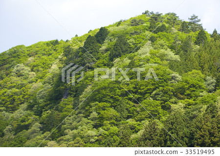 新鮮的綠色森林 33519495