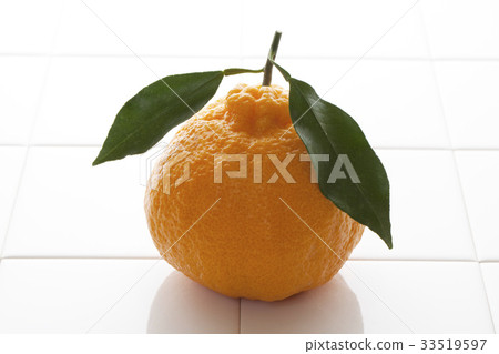 凸頂柑 33519597